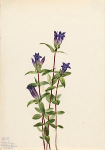 Riverbank Gentian Gentiana affinis, 1924. av Mary Vaux Walcott