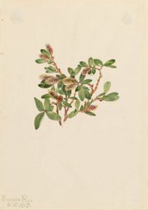  av Mary Vaux Walcott