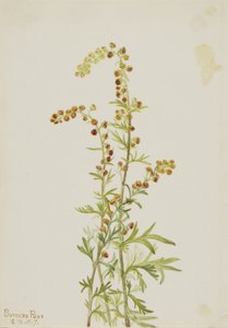 Steinmalurt (Artemisia discolor) av Mary Vaux Walcott