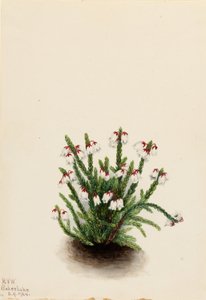  av Mary Vaux Walcott