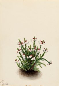 Rocky Mountain Cassiope Cassiope mertensiana, 1924. av Mary Vaux Walcott