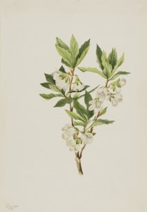 Rocky Mountain Rhododendron Rhododendron albiflorum, 1901. av Mary Vaux Walcott