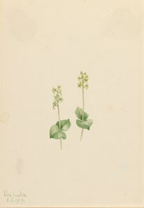 Rocky Mountain Twayblade Ophrys necrophylla, 1919. av Mary Vaux Walcott