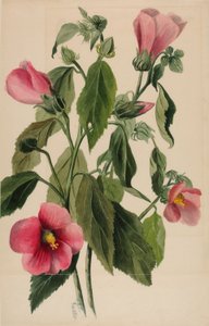  av Mary Vaux Walcott