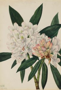  av Mary Vaux Walcott