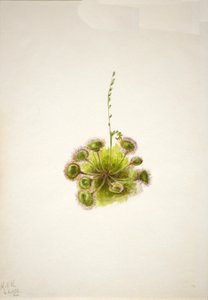 Rundbladssoldugg Drosera rotundifolia, 1933. av Mary Vaux Walcott