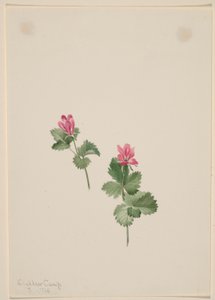  av Mary Vaux Walcott