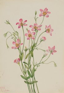  av Mary Vaux Walcott