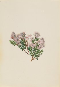  av Mary Vaux Walcott