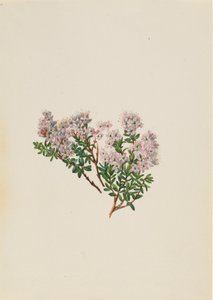 Sandmyrt Leiophyllum lyoni, ca. 1930-tallet. av Mary Vaux Walcott