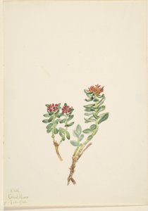  av Mary Vaux Walcott