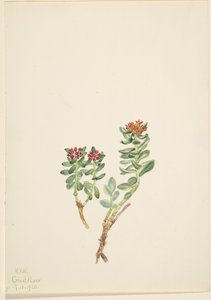 Sanifoiga stigende, 1920. av Mary Vaux Walcott