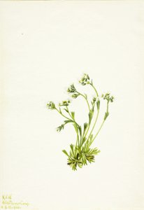  av Mary Vaux Walcott
