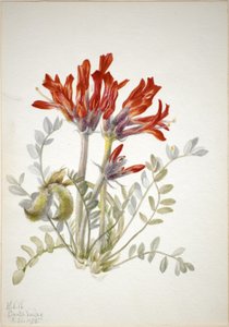  av Mary Vaux Walcott