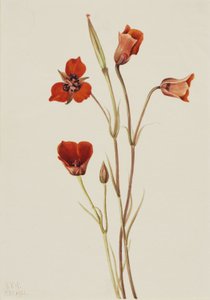  av Mary Vaux Walcott