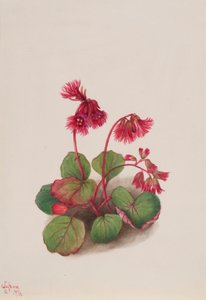  av Mary Vaux Walcott