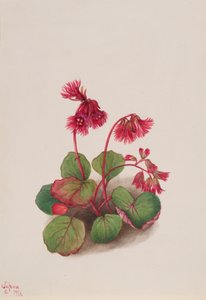 Schizocodon soldanelloides, 1936. av Mary Vaux Walcott