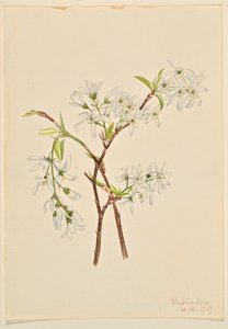  av Mary Vaux Walcott