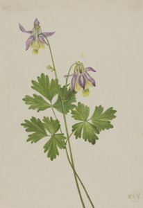 Shortspur Columbine Aquilegia brevistyla, 1907. av Mary Vaux Walcott