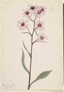  av Mary Vaux Walcott