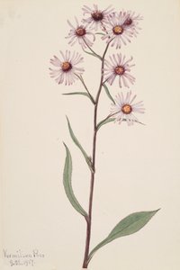 Prangende Aster Prangende Aster, 1917. av Mary Vaux Walcott
