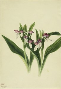  av Mary Vaux Walcott
