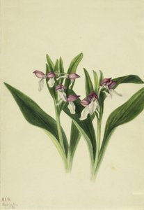 Showy Orchid Showy Orchid, 1926. av Mary Vaux Walcott
