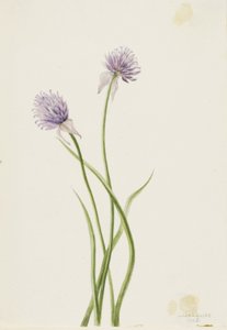  av Mary Vaux Walcott