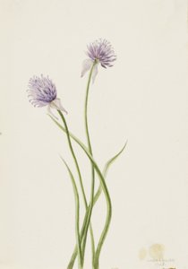 Sibirsk løk Allium sibericum, 1903. av Mary Vaux Walcott