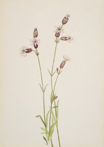 Silene multicaulis, ca. 1900-1920. av Mary Vaux Walcott