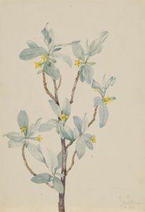  av Mary Vaux Walcott