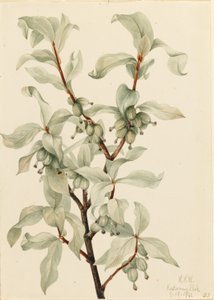  av Mary Vaux Walcott