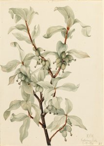 Sølvbær Elaeagnus commutata, 1922. av Mary Vaux Walcott