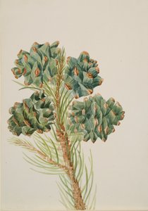 Enbladsfuru Pinus monophylla, ca. 1930-tallet. av Mary Vaux Walcott