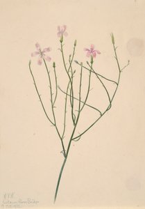 Skjelettblomst Lygodesmia juncea, 1923. av Mary Vaux Walcott