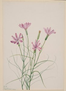  av Mary Vaux Walcott