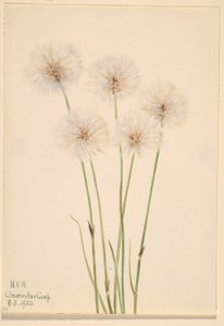  av Mary Vaux Walcott