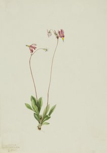 Slanke stjerneskudd Dodecatheon pauciflorum, 1909. av Mary Vaux Walcott