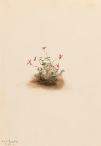 Små tranebær Oxycoccus palustris, 1911. av Mary Vaux Walcott