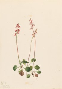  av Mary Vaux Walcott