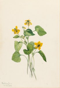  av Mary Vaux Walcott