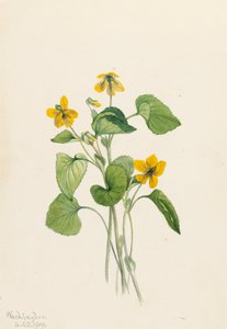 Glatt gulfiolett Viola eriocarpa, 1919. av Mary Vaux Walcott