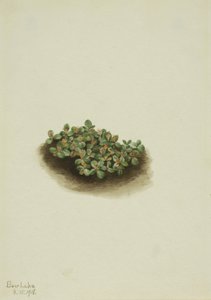  av Mary Vaux Walcott