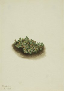 Snøpil Salix nivalis, 1918. av Mary Vaux Walcott