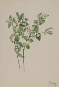  av Mary Vaux Walcott