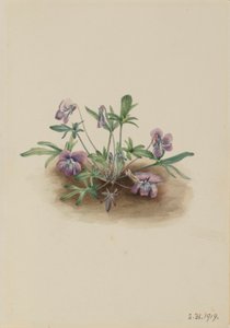 av Mary Vaux Walcott