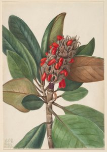 Sørlig magnolia (Magnolia grandiflora) av Mary Vaux Walcott