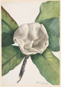  av Mary Vaux Walcott