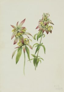  av Mary Vaux Walcott