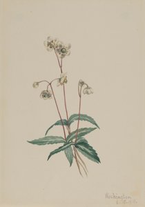 Spotted Pipsissewa Chimaphila maculata, 1918. av Mary Vaux Walcott